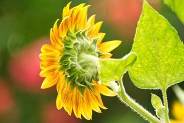 Close up of a sunflower in summer - 714109821