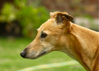 Portrait of a beige galgo dog
