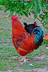 farm roosters, the best roosters in Formosa