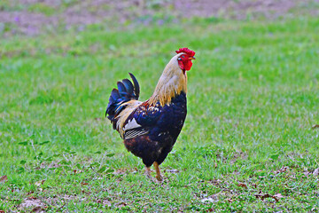 farm roosters, the best roosters in Formosa