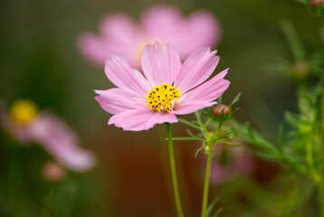 Pink cosmo flower with a blurr background 