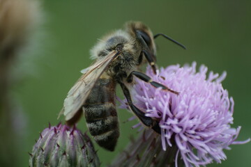 A close-up of a bee on a vibrant flower: delicate wings, fuzzy body, gathering nectar