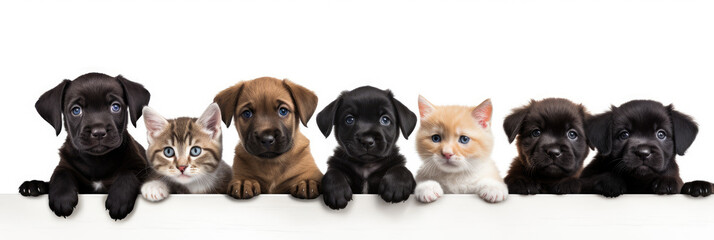 Cats and dogs banner lined up on white background