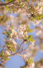 春の訪れを知らせる桜