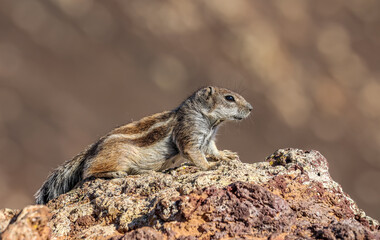 Naklejka na ściany i meble African striped ground squirrel (Euxerus erythropus) in Fuerteventura Island, is a species of squirrel native to Africa. 