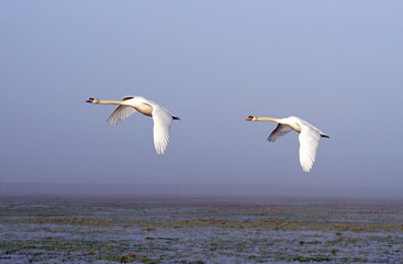 Fototapeta na wymiar mute swans in the wetland,höckerschwäne im feuchtgebiet