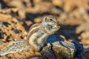 African striped ground squirrel (Euxerus erythropus) in  Fuerteventura Island, is a species of squirrel native to Africa. 