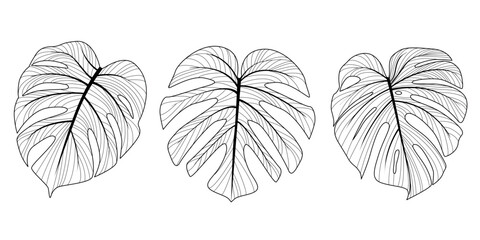 Set of vector doodles of monstera leaves. Abstract elements for spring, summer, wedding designs and also for invitations, gift cards - obrazy, fototapety, plakaty