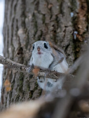 北海道　3大かわいい　エゾモモンガ　小動物　