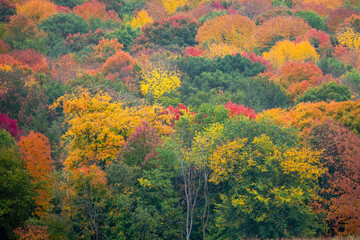 Colorful forest in central Wisconsin in autumn