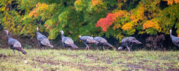 Wild eastern turkeys (Meleagris gallopavo) with autumn colors in the background