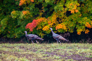 Wild eastern turkeys (Meleagris gallopavo) with autumn colors in the background
