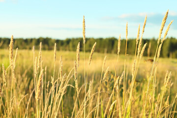 Beautiful landscape of Timothy grass Phleum pratense hay growing on a sunny Summer fall meadow © geniousha