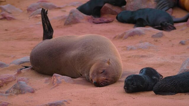A study prepared for seals that are in danger of extinction. 4k video.