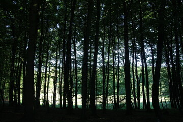 A lush woodland filled with towering, majestic trees that create a dense canopy