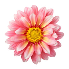 Obraz premium Pink Flower With Yellow Center On png Background