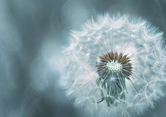 The unearthly beauty of nature: close-up of dandelion seeds, capturing the subtle and fleeting essence of life