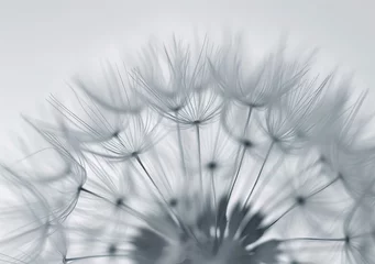 Fotobehang The unearthly beauty of nature: close-up of dandelion seeds, capturing the subtle and fleeting essence of life © Яна Деменишина