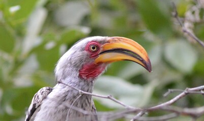 Yellow billed hornbill