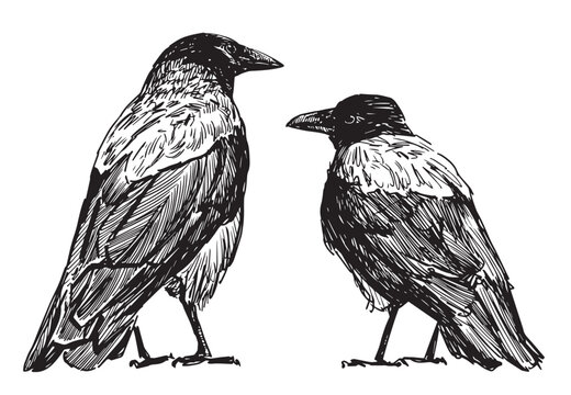 Hand drawing of two city crows standing and looking, vector illustration isolated on white