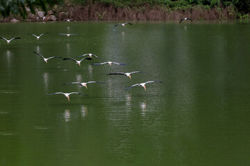 The Painted Stork bird (Mycteria leucocephala) in garden