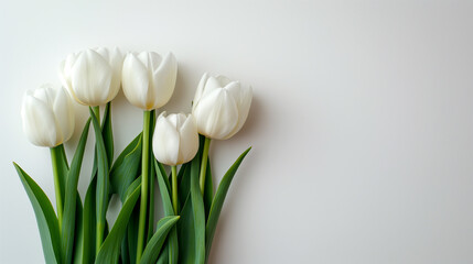 fresh white tulips on a white background for congratulations and text