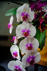  Jolies fleurs orchidées, intérieure en pot en gros plan