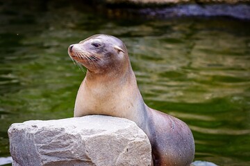 Fototapeta premium Curious seal taking a photo