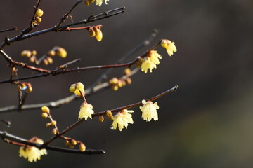 公園の蝋梅