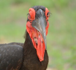 ground hornbill © Kevin