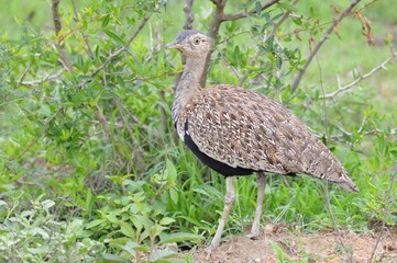 Bustard