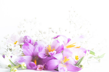 Crocuses and snowdrops. festive floral background. Extreme flowers close-up. Blurred photo.