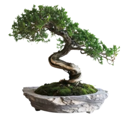 Rolgordijnen Chinese green bonsai tree Isolated on transparent background © YauheniyaA