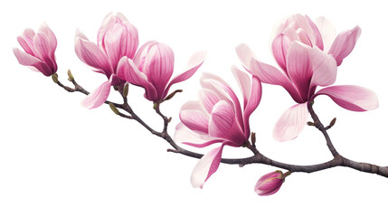 Beautiful pink spring magnolia flowers on a tree branch isolated on transparent - obrazy, fototapety, plakaty