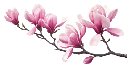 Foto auf Leinwand Beautiful pink spring magnolia flowers on a tree branch isolated on transparent © YauheniyaA