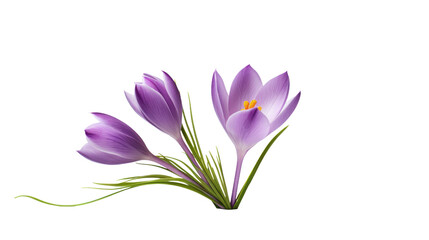 Beautiful crocus flowers isolated on transparent background for your greeting card design