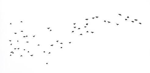 birds fly against the sky