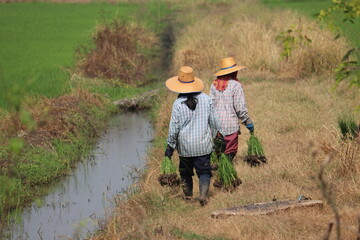 Farmers are growing rice in Thailand.
World food production sources