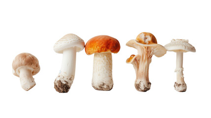 multiple fungi mushrooms against transparent background