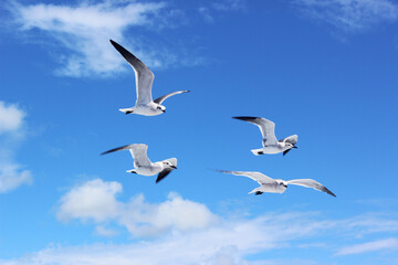 Fototapeta na wymiar Selective focus of big white sea gulls on blue sky background Dominican Republic