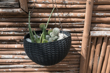 cactus in pot on hanging basket show on bamboo wall