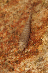 Vertical closeup on a lesser known and odd insectgroup, a rock bristletail, Machilinus rupestris in the Gard, France