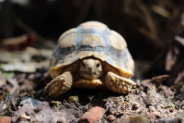 African Sulcata Tortoise Natural Habitat,Close up African spurred tortoise resting in the garden, Slow life ,Africa spurred tortoise sunbathe on ground with his protective shell ,Beautiful Tortoise
