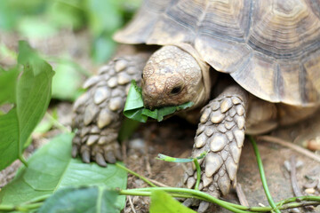African Sulcata Tortoise Natural Habitat,Close up African spurred tortoise resting in the garden, Slow life ,Africa spurred tortoise sunbathe on ground with his protective shell ,Beautiful Tortoise

