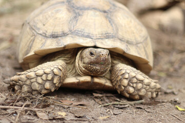 Obraz premium African Sulcata Tortoise Natural Habitat,Close up African spurred tortoise resting in the garden, Slow life ,Africa spurred tortoise sunbathe on ground with his protective shell ,Beautiful Tortoise 