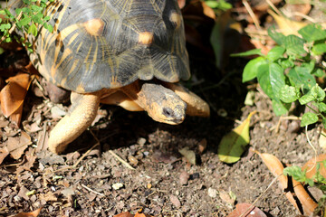 Portrait of radiated tortoise,The radiated tortoise eating flower ,Tortoise sunbathe on ground with his protective shell ,cute animal ,Astrochelys radiata ,The radiatedtortoise from Madagascar
