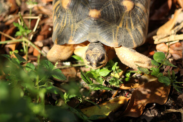 Portrait of radiated tortoise,The radiated tortoise eating flower ,Tortoise sunbathe on ground with his protective shell ,cute animal ,Astrochelys radiata ,The radiatedtortoise from Madagascar
