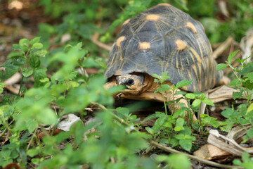 Portrait of radiated tortoise,The radiated tortoise eating flower ,Tortoise sunbathe on ground with his protective shell ,cute animal ,Astrochelys radiata ,The radiatedtortoise from Madagascar