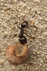 Closeup on a Mediterranean Barbary Harvester Ant, Messor barbarus, carrying a live snail upward on a wall