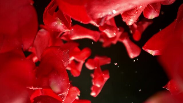 Super slow motion of flying and rotating rose petals on black background. Filmed on high speed cinema camera, 1000 fps.